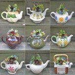 Succulent teapot collage
