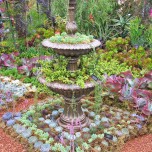 Fountain of succulents