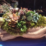 Succulents on driftwood